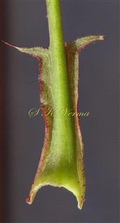  Stipules